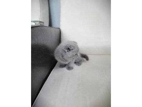 British shorthair scottish fold