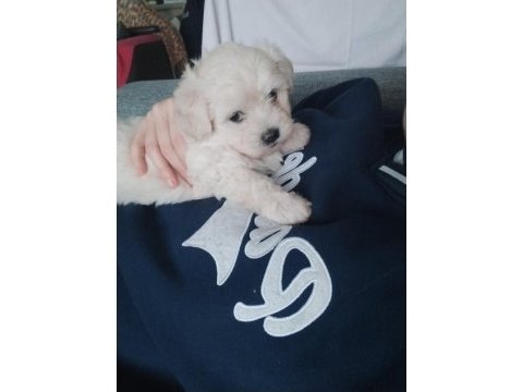 Dişi ve erkek bebek köpekler