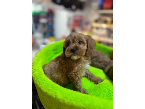 Orjinal hipoalerjenik teacup maltipoo