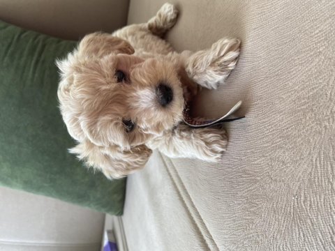 2 aylık maltipoo
