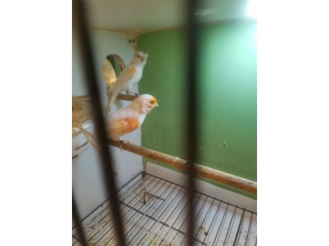 Bir takim al mozaik kanaryamız