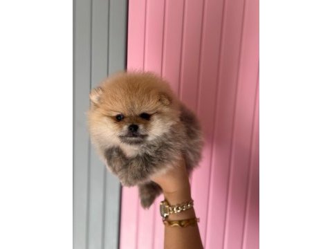 A class pomeranian boo