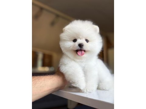 Kar tanesi köpeğimiz yeni yuvasını bekliyor
