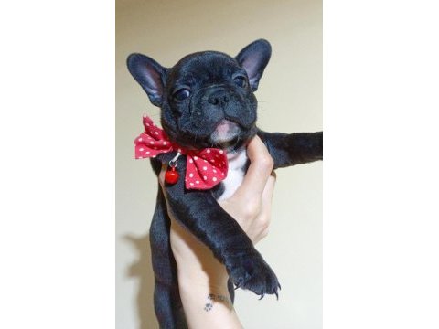 2.5 aylık dişi french bulldog yavrularımız