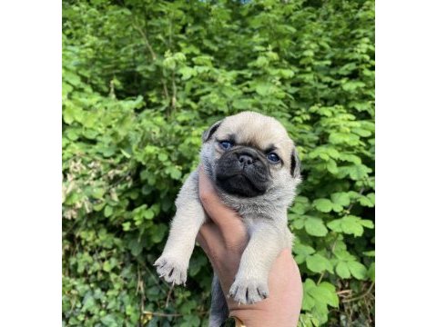 Pug yavrumuz