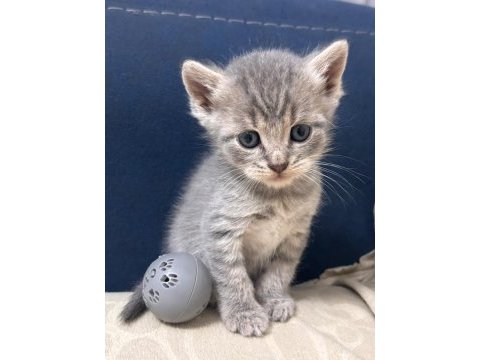 British shorthair 1.5 aylık