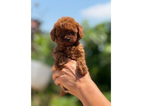 Büyümeyen korsa poodle bebeklerimiz