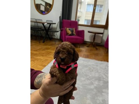 Kore kan toy poodle