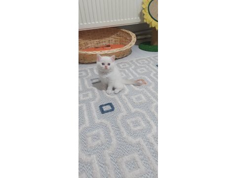 Blue poind ve beyaz mavi gözlü golden poind