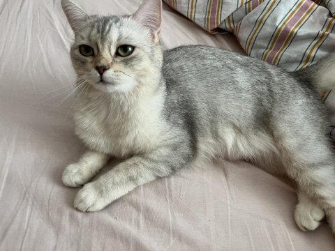 1 yaşında british shorthair dişi gri