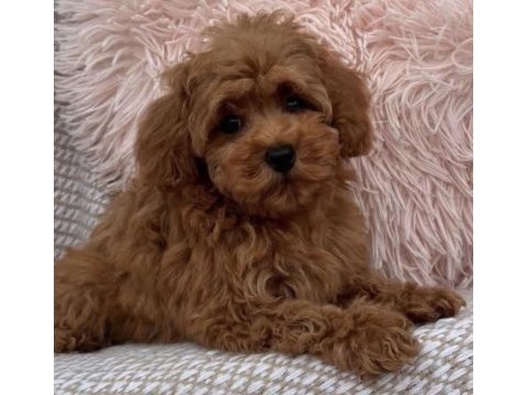 Toy poodle safkan