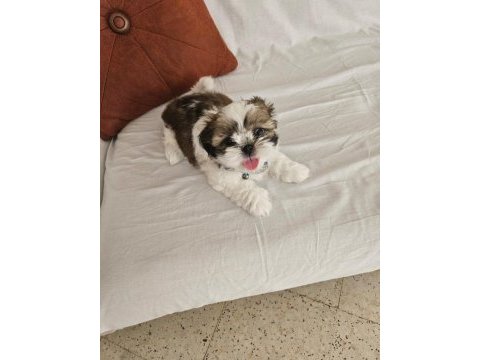 Şitsu köpeğimiz acil bakıcı ailesini aranıyor