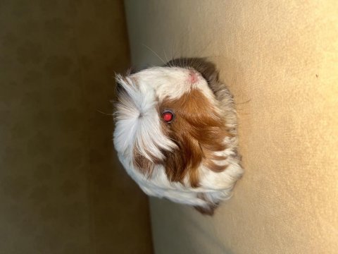 Guinea pig 3 aylık dişi