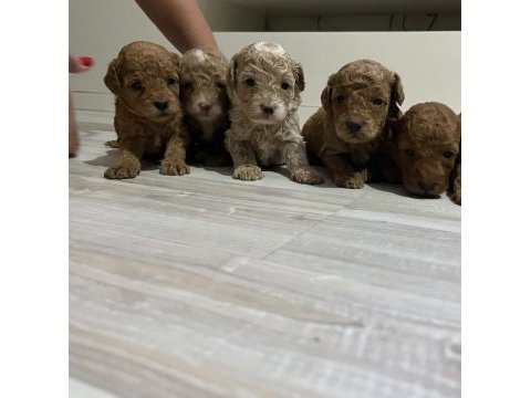 Poodle küçük kurabiyeler