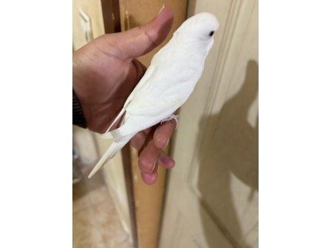 29 günlük albino dişi bebek muhabbet kuşu