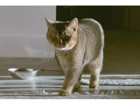 British shorthair ny serisi kedimize dişi eş arıyoruz