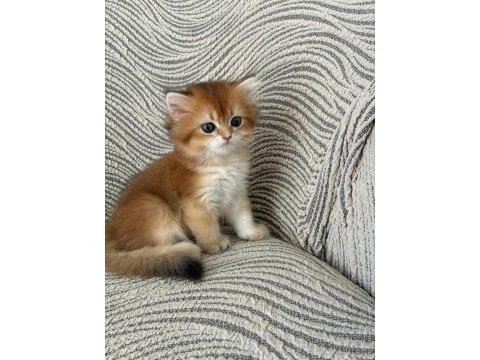 Birbirinden kaliteli golden british longhair yavrular