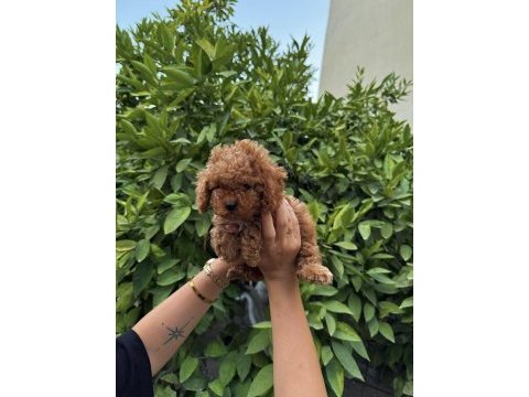 Saf kan yüksek kalite toy poodle yavrularımız