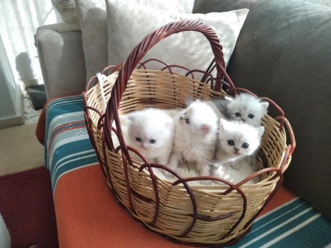 Bella nın scottish fold yavruları