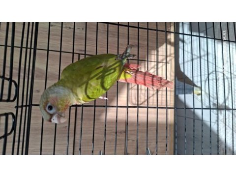 5 aylık evcil pineapple (ananas) konur
