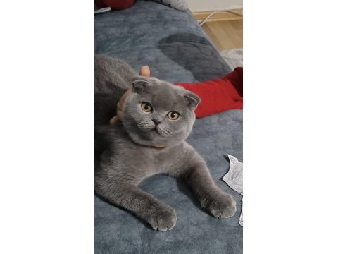 Sevgi dolu scottish fold