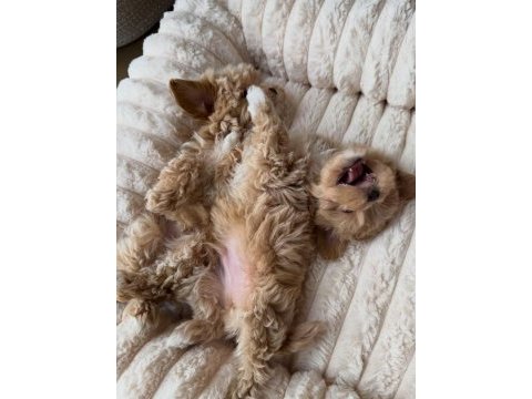 Sevimli maltipoo yavrumuz yeni ailelerini arıyor
