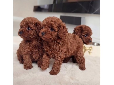 Kilogram garantili rusya kan hattından toy poodle yavrular