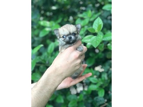 Özel longhair mikro teacup chihuahua