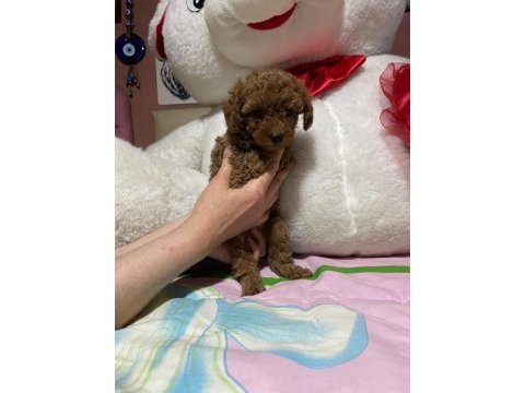 Toy poodle yavrularımız