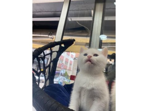 British shorthair yavru kedimiz