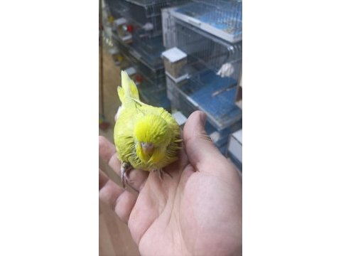 Şov takım muhabbet kuşu