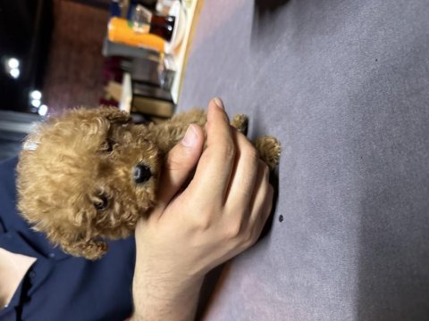 Sıfır boy toy poodle