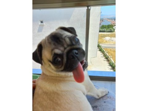 Sevimli hoş güzel pug