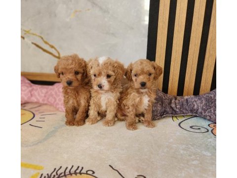 Muazzam güzellikteki maltipoo yavrularımız