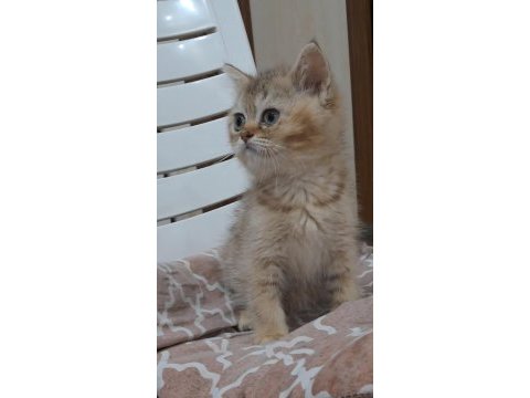 British shorthair golden dişi