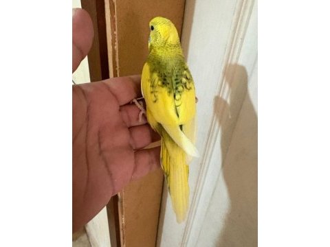 28 günlük kusursuz bebek muhabbet kuşu