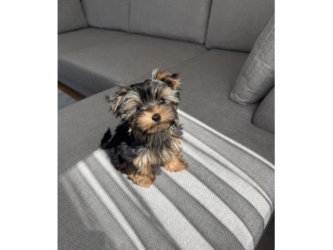 Ev doğumlu micro teacup boy yorkshire terrier