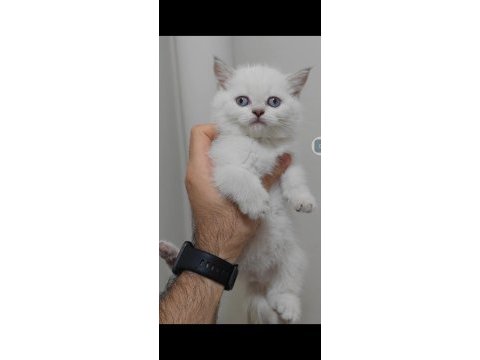 British shorthair kedisi