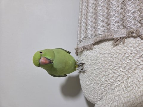 Pakistan papağanımız için ulaşın