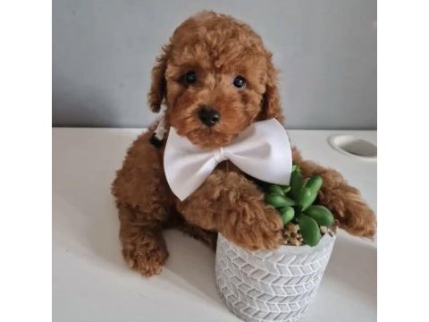Toy poodle kore köpeği