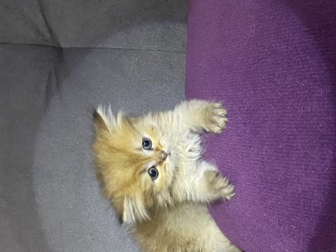 British longhair 65 günlük kedimiz