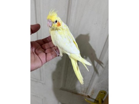 41 günlük ful evcil lutino bebek sultan papağanı