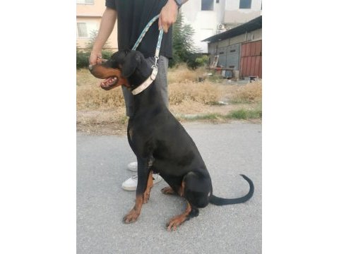 Irk ve sağlık garantili doberman yavrular