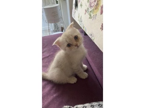Yeşil gözlü pembe patili erkek scottish fold yavrumuz
