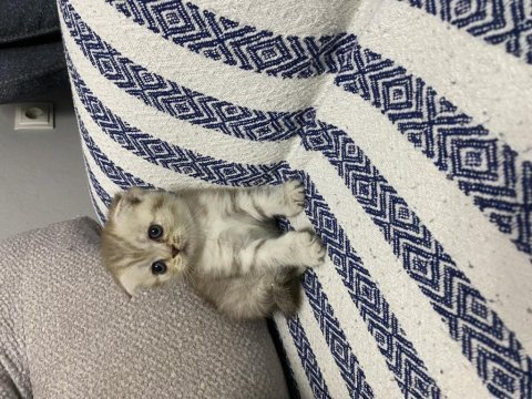 Küt burun bebek kediler