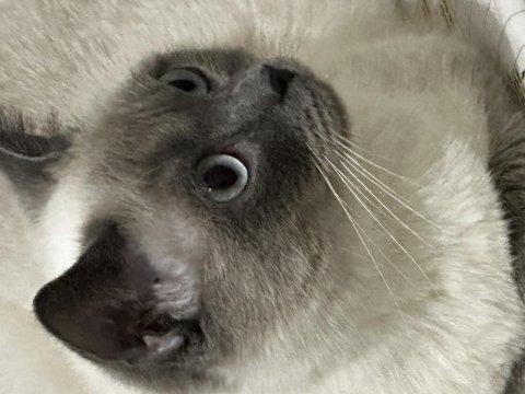 British shorthair kedimi çiftleştirmek istiyorum