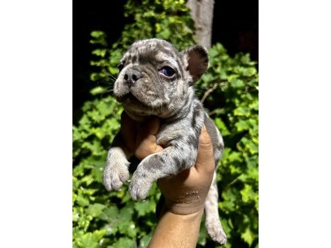 Egzotik french bulldog