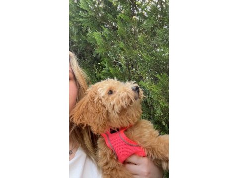 Toy poodle 9 aylık dişi