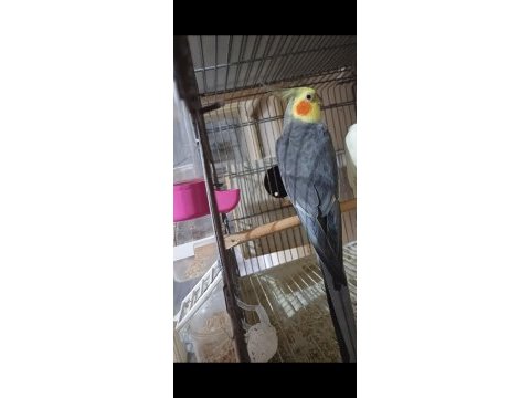 Konuşur erkek sultan papağanı