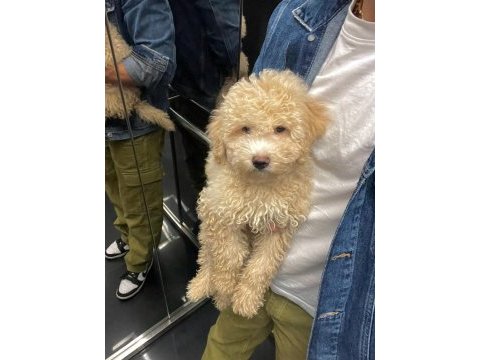 A kalite maltipoo